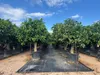 Sunny Tree Zitronenbaum XXL 200 cm - Perfekt für Gärten & Produktbild-Vorschau 5