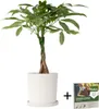 Glückskastanie - Pachira aquatica - Höhe 60-70cm - ⌀17cm Produktbild-Vorschau 6
