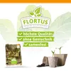 Artikelbild 4 von 'Winterkopfsalat Baquieu' aus der Kategorie Kopfsalatsamen Produktbild-Vorschau