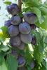 Prunus domestica 'Zwergobst', Terrassenobst, 40 cm Produktbild-Vorschau 1