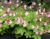 Stauden Gänge 10 x Geranium macrorrhizum 'Ingwersen's Produktbild-Vorschau 4