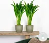 2er Set - Dypsis Lutescens - Goldfruchtpalme - Areca Palme Produktbild-Vorschau 2