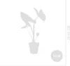 Bloomique - Alocasia Zebrina - Elephant Ear - Roślina Podgląd zdjęcia produktu 8