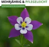 Akelei Mrs. Scott Elliot Mix Samen - Aquilegia x hybrida - Produktbild-Vorschau 5
