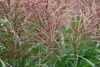 Stauden Gänge 1 x Miscanthus sinensis 'Flamingo' im 1 Liter Produktbild-Vorschau 6