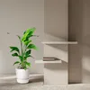 Strelitzia Nicolai Paradiesvogelblume Zimmerpflanze 70 90cm Produktbild-Vorschau 4