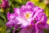Rhododendron Hybride Goldflimmer 40-50 cm, im Topf, Produktbild-Vorschau 9