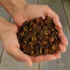 1 kg Lyra Pet® Seidenraupen getrocknet Produktbild-Vorschau 5