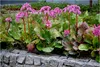 Stauden Gänge 1 x Bergenia cordifolia ‚Winterglut‘ - Produktbild-Vorschau 1