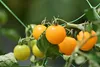SAFLAX  -- Pomodoro - Golden Queen  - 15 semi - Solanum Anteprima dell’immagine prodotto 7