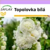 SAFLAX - Topolovka bílá - Alcea rosea - 100 Semena Náhled obrázku produktu 5