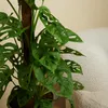 Bloomique - 2er-Set - Monstera Adansonii mit Moosstab - Produktbild-Vorschau 4