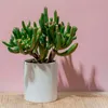 Grubosz - Crassula ovata 'Hobbit' - Wysokość 45-50cm - Podgląd zdjęcia produktu 3