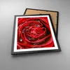 Gerahmtes Poster - Schwarzer Rahmen - Rose Blume Produktbild-Vorschau 3