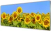 Glasbilder 125x50 Wandbild Druck auf Glas Sonnenblumen Produktbild-Vorschau 1