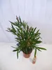[Palmenlager] - Oleander 90 cm PINK - Pot 22 cm Ø -Busch - Produktbild-Vorschau 3