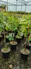 Ficus carica 'Black Mission' Feigenbaum, 2 Liter Topf Produktbild-Vorschau 2