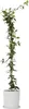 Jaśmin Toskański - Trachelospermum jasminoides - W110-120cm Podgląd zdjęcia produktu 7