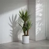 Jukka - Yucca elephantipes - Wysokość 70-80cm - ⌀17cm Podgląd zdjęcia produktu 5