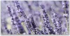 Glasbilder 140x70 Wandbild Druck auf Glas Blumen Pflanzen Produktbild-Vorschau 1