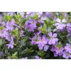Cuphea hyssopifolia, lila - Scheinmyrte, Köcherblume, im Produktbild-Vorschau 1