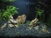 Ghiaia per acquario bazaltica nera 3-5 mm, fondo naturale Anteprima dell’immagine prodotto 9