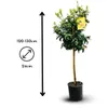 Limequat - agrume méditerranéen - arbre fruitier - ↕ Voir les images du produit 3