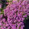 Planten van Frank | 60 stukken Kriechthymiaan 'Coccineus' | Productafbeelding-voorbeeld 3