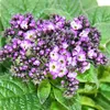 Vanilleblume - Heliotropium - 11cm - Set mit 3 Pflanzen Produktbild-Vorschau 3