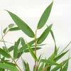 Bloomique - Fargesia rufa - Bambou non traçant - Persistant Voir les images du produit 4
