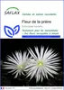SAFLAX  - Fleur de la prière - 40 graines - Echinopsis Voir les images du produit 1