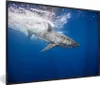 MuchoWow® MuchoWow® Gerahmtes Poster Hai - Meer - Wasser Produktbild-Vorschau 1