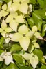 Cornus kousa chinensis 'Schmetterling', Blumen-Hartriegel, Produktbild-Vorschau 10