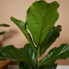 Bloomique - Ficus Lyrata - Roślina lirolistna - Rośliny Podgląd zdjęcia produktu 3