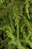 Juniperus communis 'Green Carpet', Wacholder, grün, 20–30 Produktbild-Vorschau 2
