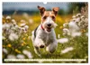 Drahthaar-Foxterrier (Wandkalender 2027 DIN A3 quer), Produktbild-Vorschau 5