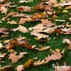 Herbstdünger All-In-One (20 kg - für 400 m2)- Organifer Produktbild-Vorschau 2
