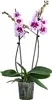 Dehner Schmetterlingsorchidee Aladdin, Phalaenopsis Produktbild-Vorschau 1