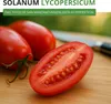 Flaschentomaten San Marzano 2 Samen - Solanum lycopersicum Produktbild-Vorschau 3