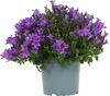 Campanula Addenda lila 12cm – winterharte mehrjährige Produktbild-Vorschau 1