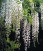 Glicynia (Wisteria) chińska Alba 2L Podgląd zdjęcia produktu 1