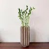 Dracena - 6 szt - Dracaena sanderiana - Wysokość 40-50cm - Podgląd zdjęcia produktu 6