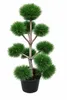 Gartenbonsai Pinus sylvestris 140–150 cm – Kiefer Bonsai Produktbild-Vorschau 1