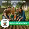 Toraf Semi Ortaggi, 20 Varietà, Kit per Orto, Giardino e Anteprima dell’immagine prodotto 6