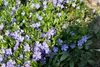 Stauden Gänge 100 x Vinca minor 'Blau' - Blaues Kleines / Produktbild-Vorschau 3