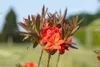 Rhododendron luteum 'Fireball', gelb-orange, 40–50 cm Produktbild-Vorschau 6