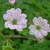 6 plants de géranium "versicolor" | Pot de 9x9 cm Voir les images du produit 1