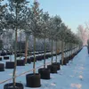 Air Pot 75L Pflanztopf Wurzelwachstum Belüftung Blumentopf Produktbild-Vorschau 5