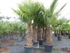 2 Stück Trachycarpus fortunei, 70 - 100 cm Stamm, 210 - 250 Produktbild-Vorschau 5