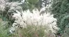 Stauden Gänge 1 x Miscanthus sinensis 'Silberfeder' im 1 Produktbild-Vorschau 6